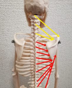 肩甲骨の上方回旋と下方回旋