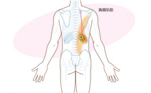 胸腸肋筋のトリガーポイント3